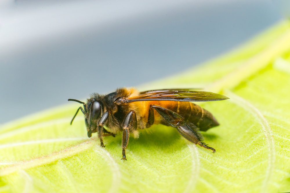 Bees Removal Melbourne