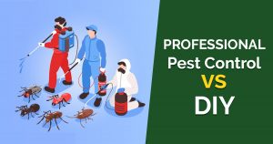 Professional VS DIY Pest Control – What Is Best For You?