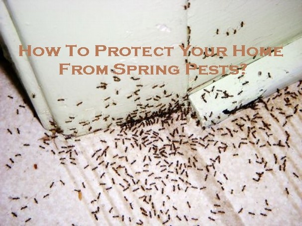 How To Protect Your Home From Spring Pests?