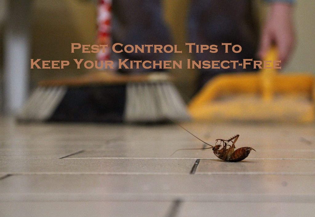 Pest Control Tips To Keep Your Kitchen Insect-Free